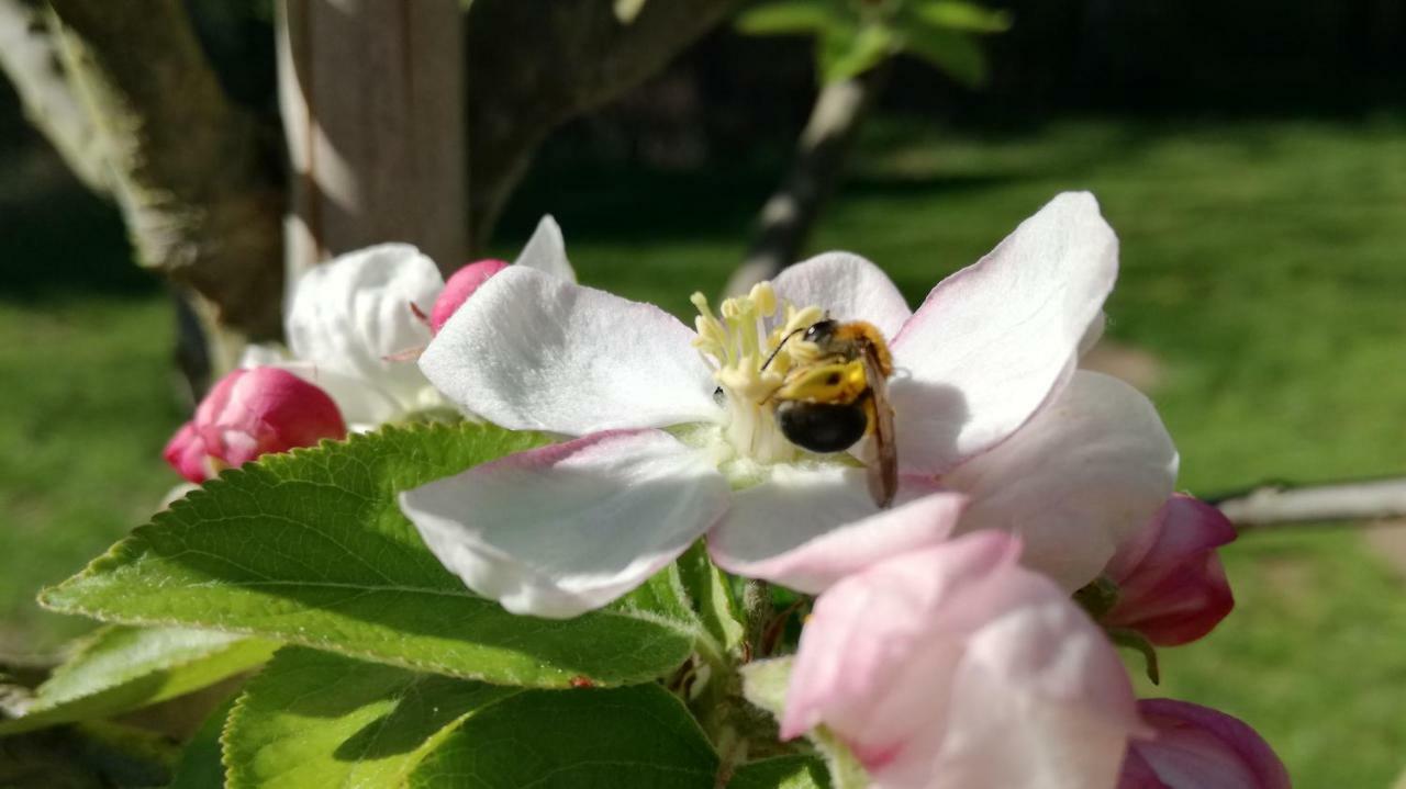 Clos Charmille Meaulne Buitenkant foto